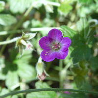 Geranium