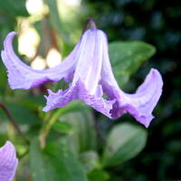 Clematis