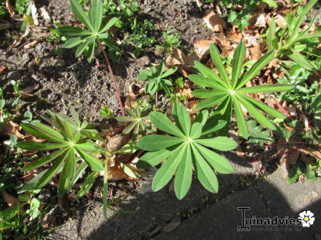 Allerlei Vragen ivm de Tuin