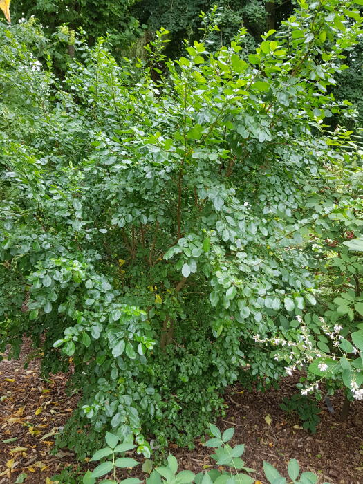 Struiken & Bomen