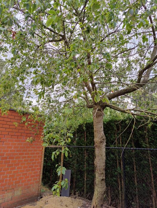 Allerlei Vragen ivm de Tuin