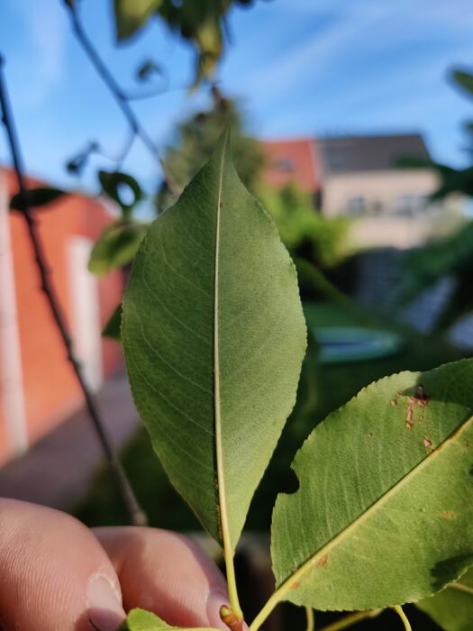 Allerlei Vragen ivm de Tuin