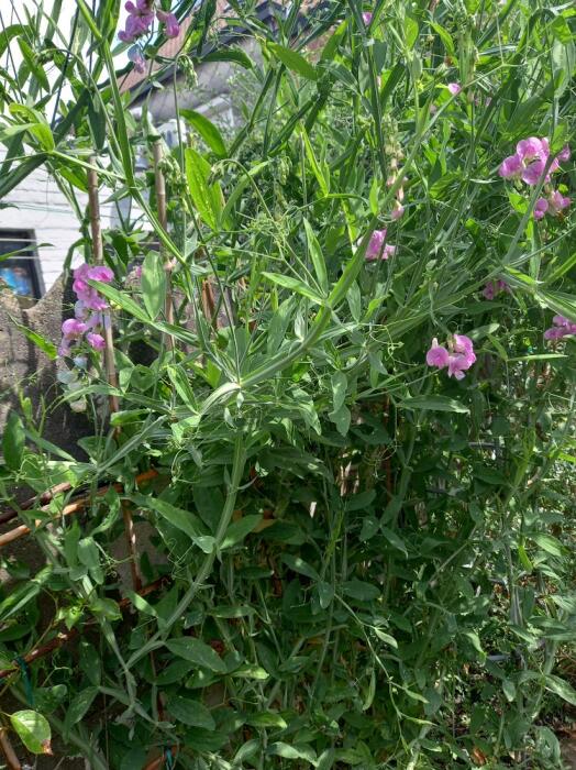 Bloemen & Planten