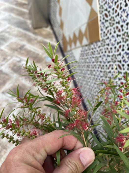 Bloemen & Planten