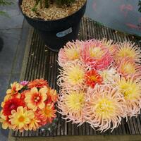 Dahlia's