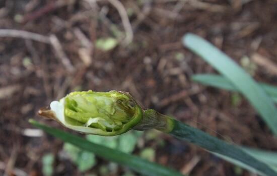 Bloemen & Planten