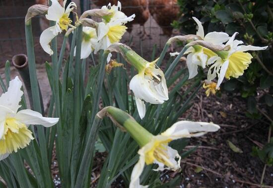 Bloemen & Planten