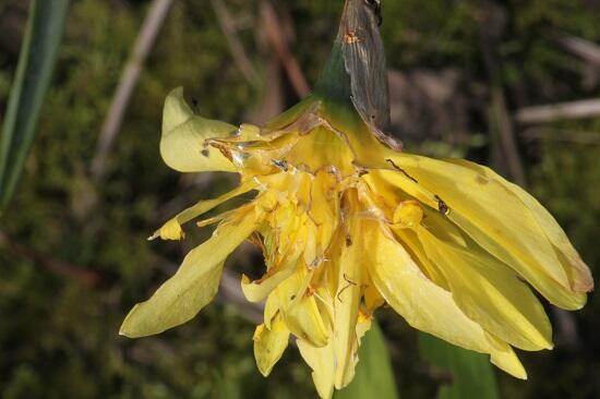 Bloemen & Planten