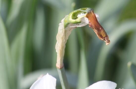 Bloemen & Planten