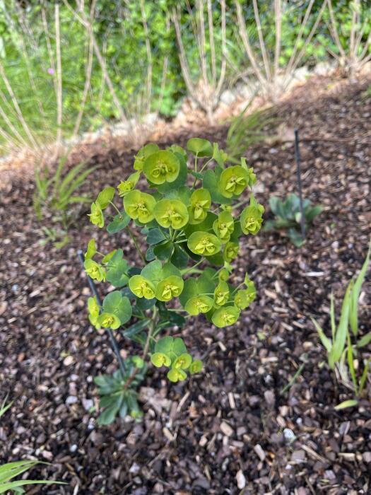 Bloemen & Planten