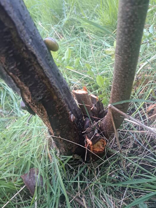 Struiken & Bomen