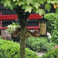 Dieren in de tuin