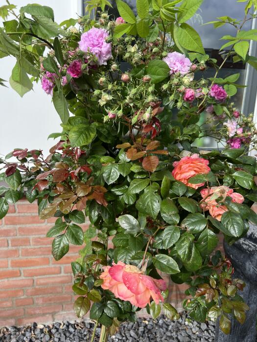 Bloemen & Planten