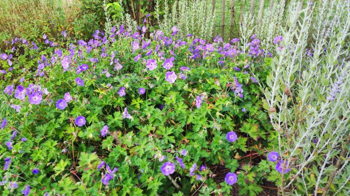 Bloemen & Planten