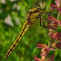 Vlinders in de tuin