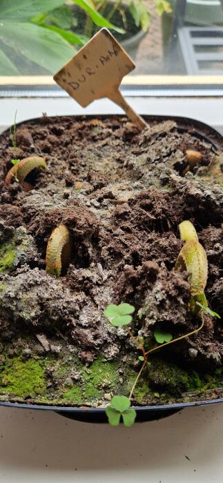 Tropische Planten & Kamerplanten