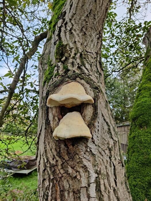 Struiken & Bomen