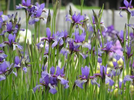 Bloemen & Planten