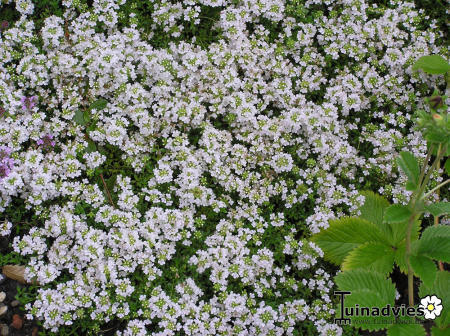 Bloemen & Planten