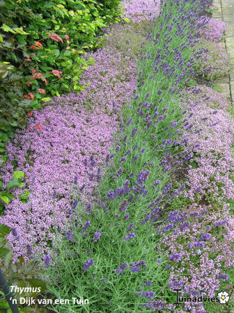 Bloemen & Planten