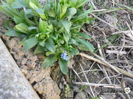 Bloemen & Planten