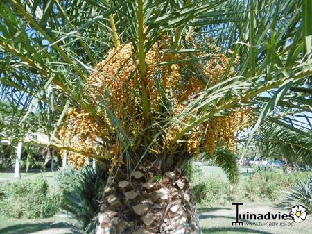 Tropische Planten & Kamerplanten