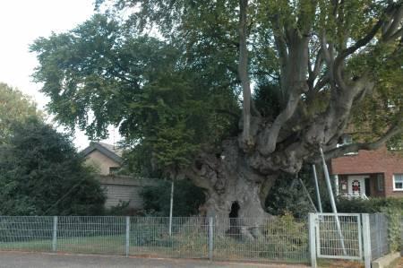 Struiken & Bomen