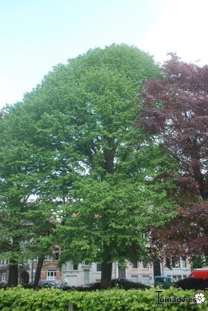 Struiken & Bomen