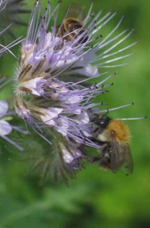 Bloemen & Planten