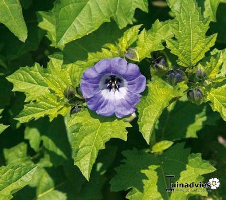 Bloemen & Planten