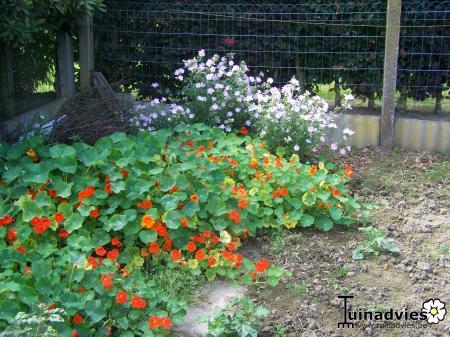 Bloemen & Planten