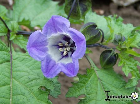 Bloemen & Planten