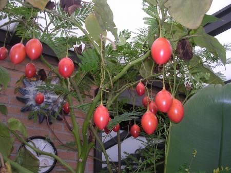 Planten & Tuinbenodigdheden