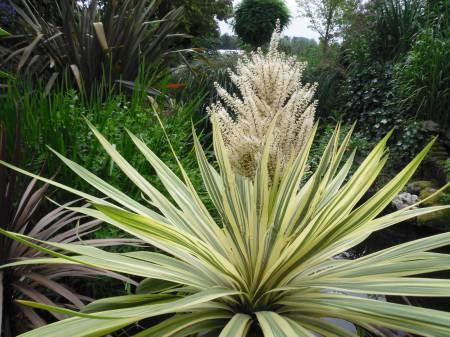 Tropische Planten & Kamerplanten