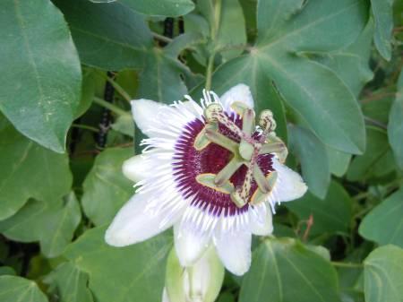 Foto's van uw Tuin