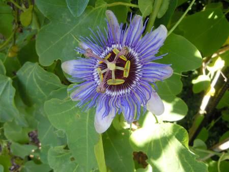 Foto's van uw Tuin