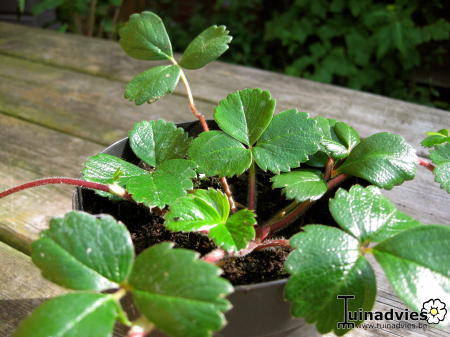 Bloemen & Planten