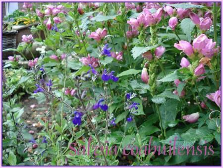 Bloemen & Planten