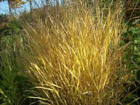 Allerlei Vragen ivm de Tuin