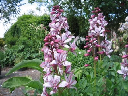 Allerlei Vragen ivm de Tuin