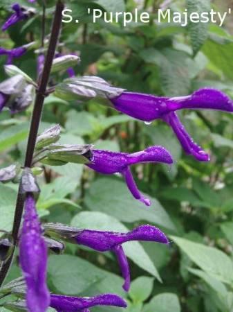 Foto's van uw Tuinplanten