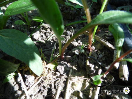 Bloemen & Planten