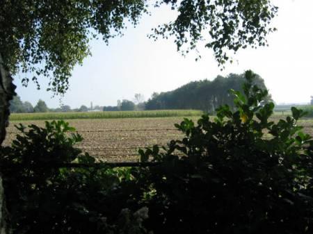 Struiken & Bomen