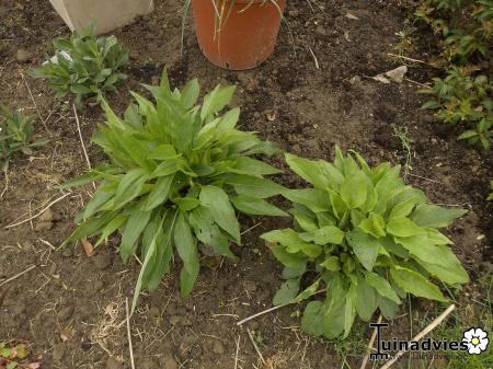 Bloemen & Planten