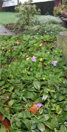 Foto's van uw Tuin