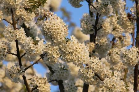 Foto's van uw Tuin