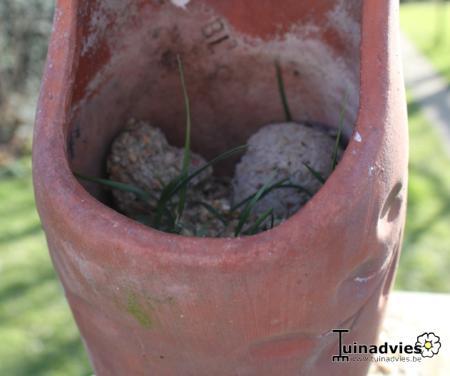 Allerlei Vragen ivm de Tuin