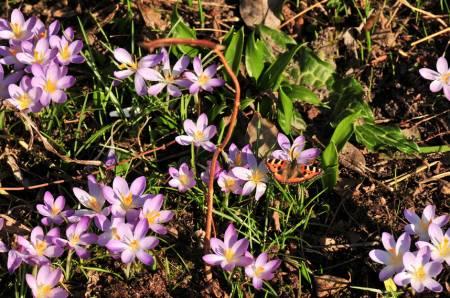 Foto's van uw Tuin