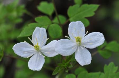 Bloemen & Planten