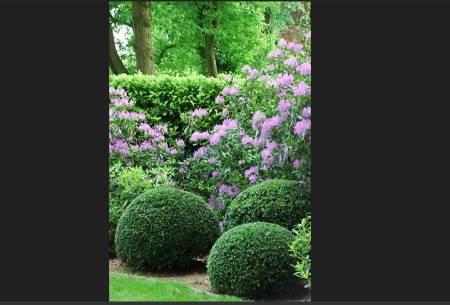 Struiken & Bomen